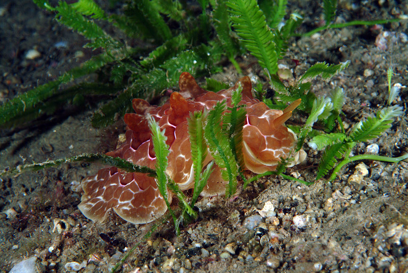 Pleurobranchus testudinarius